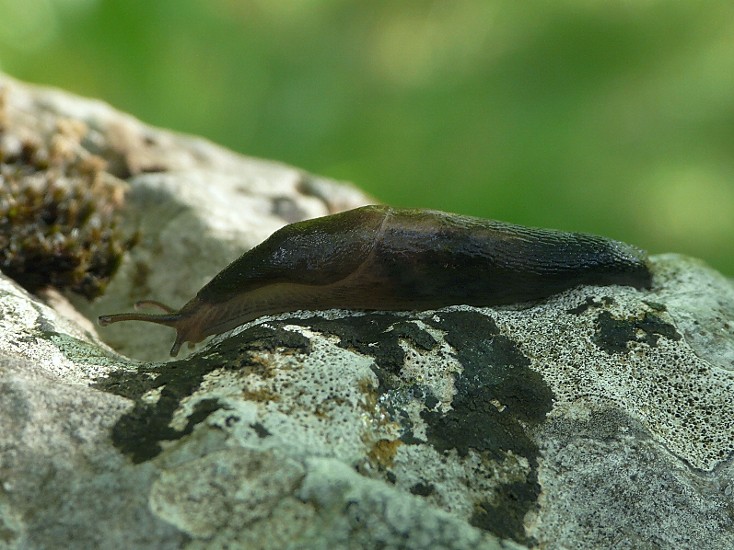 Limax sconosciuta del Gargano (FG)